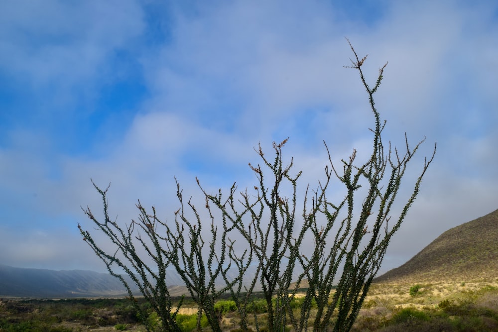 leafless tree on green grass field under blue sky