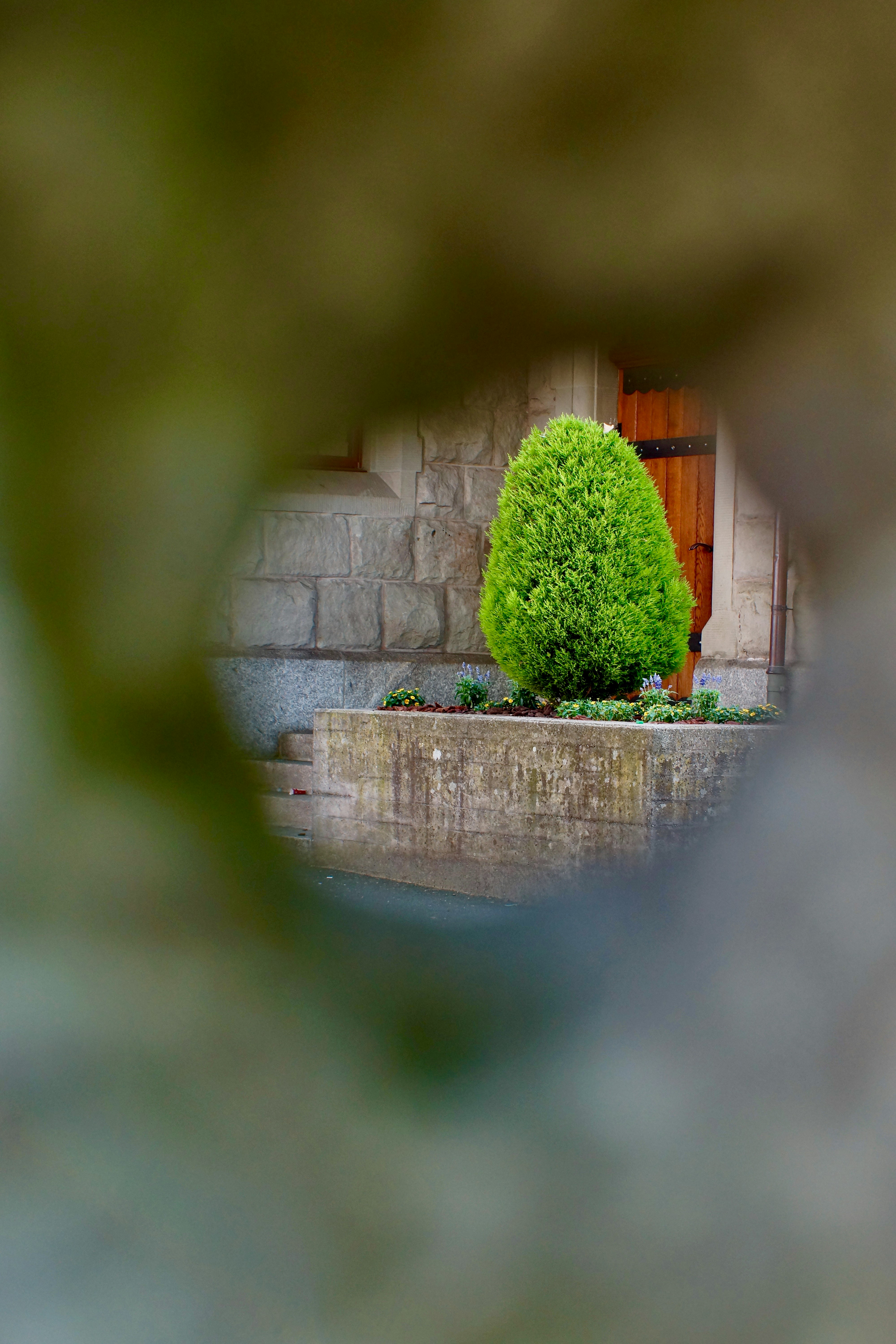 green plant on gray concrete wall