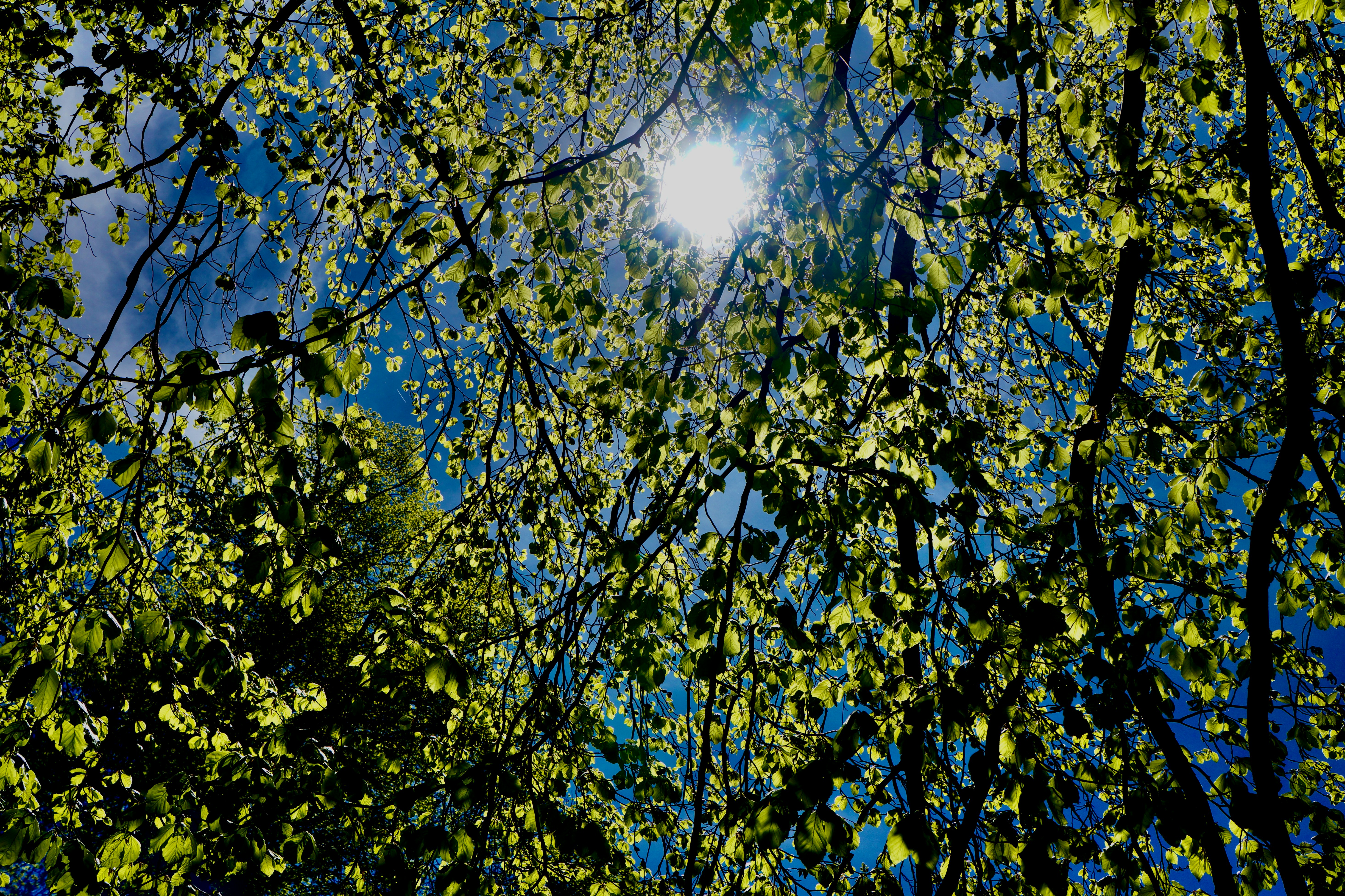 Photo by peterburdon