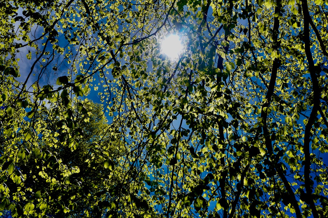 sun light coming through green leaves