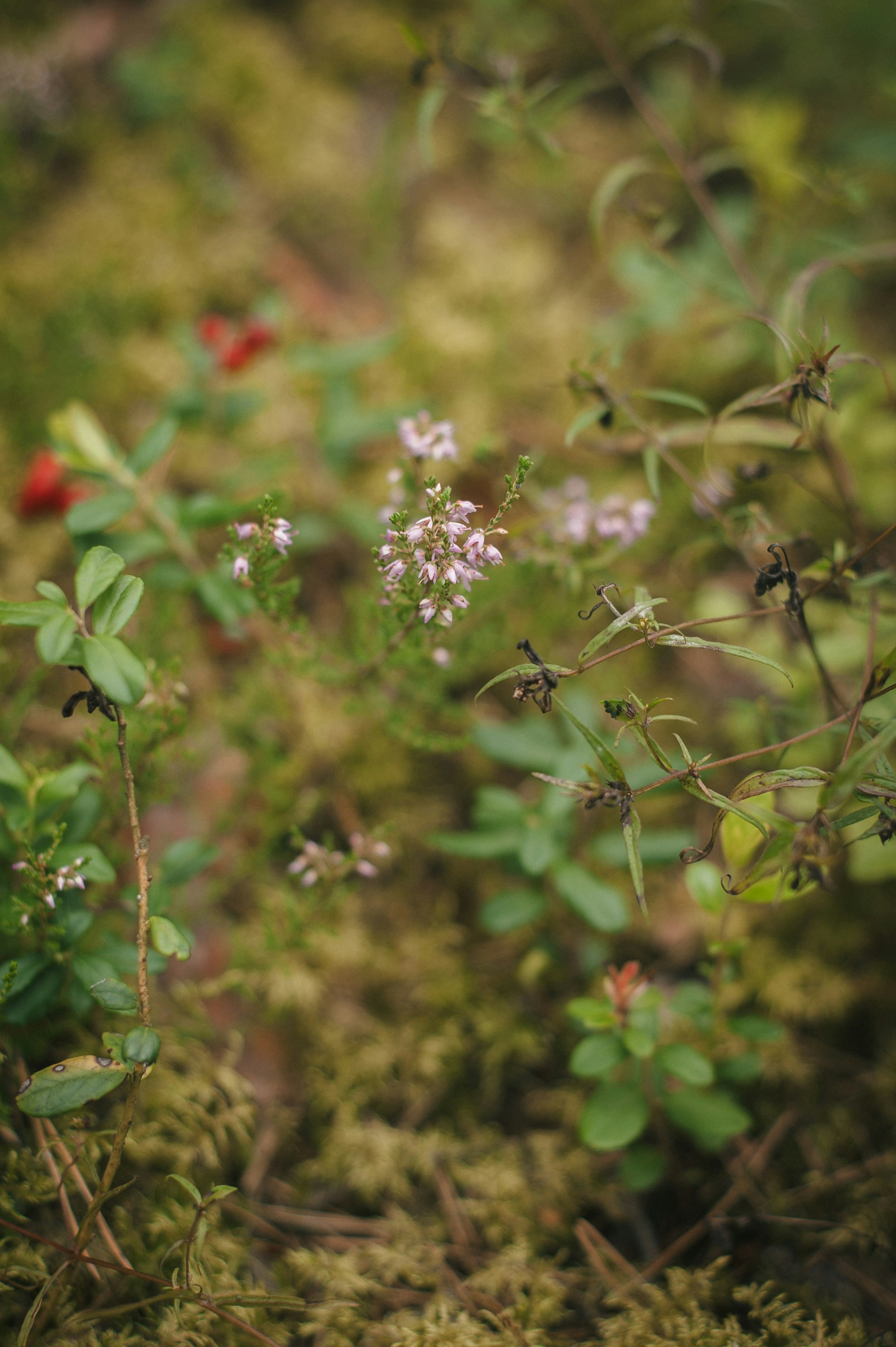 Photo by inna_lobacheva