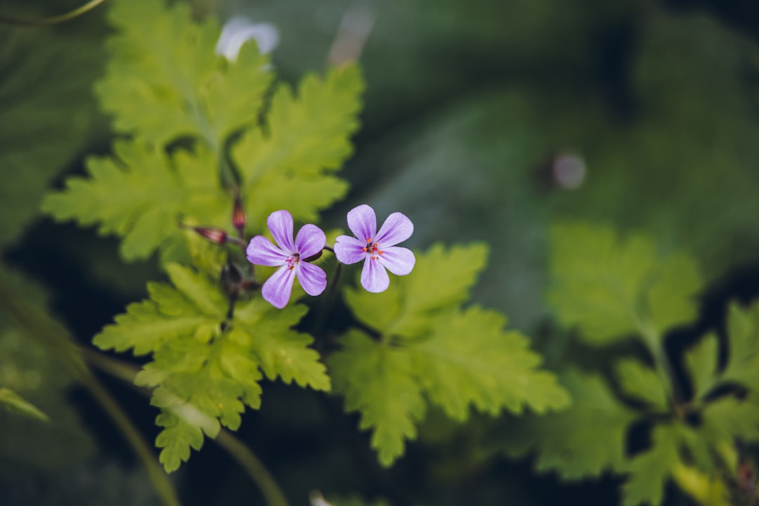 purple flower in tilt shift lens