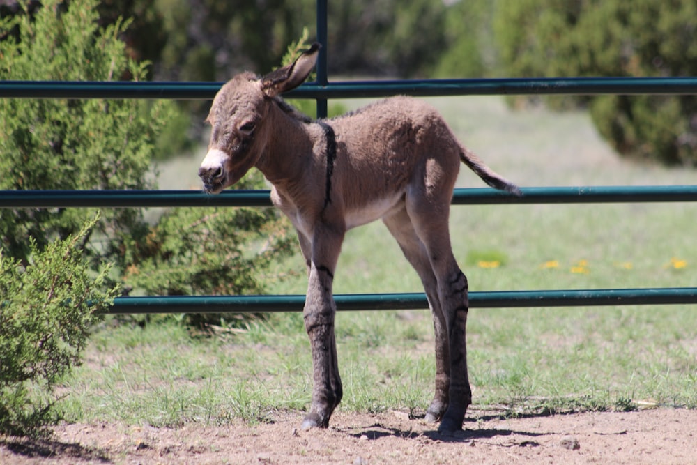 brown donkey standing on brown soil during daytime