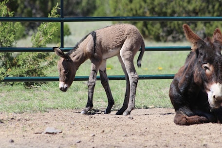 A young donkey stands on sandy ground next to an adult donkey that is lying down. The scene is outdoors with grass and scattered bushes visible in the background. A metal fence runs horizontally across the image.