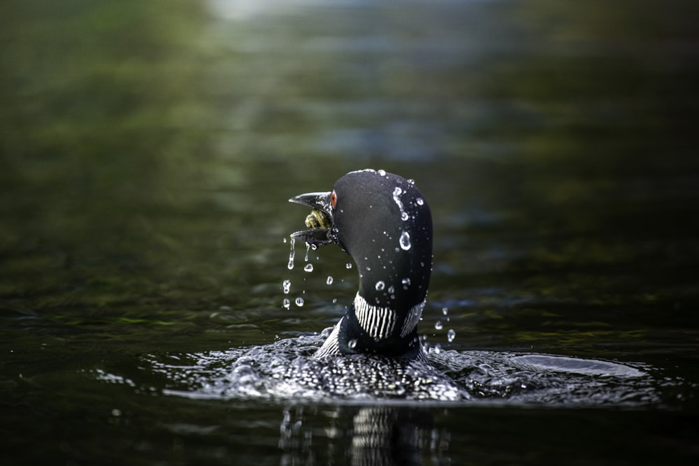 black and white bird on water