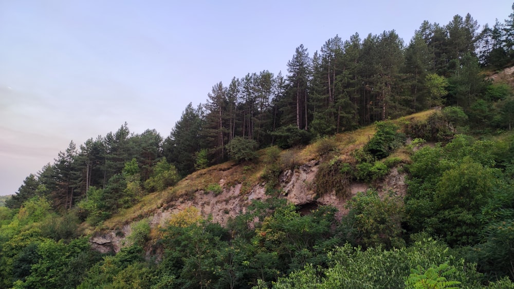 green trees on brown hill under blue sky during daytime