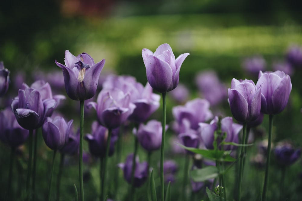 昼間に咲く紫色のクロッカスの花