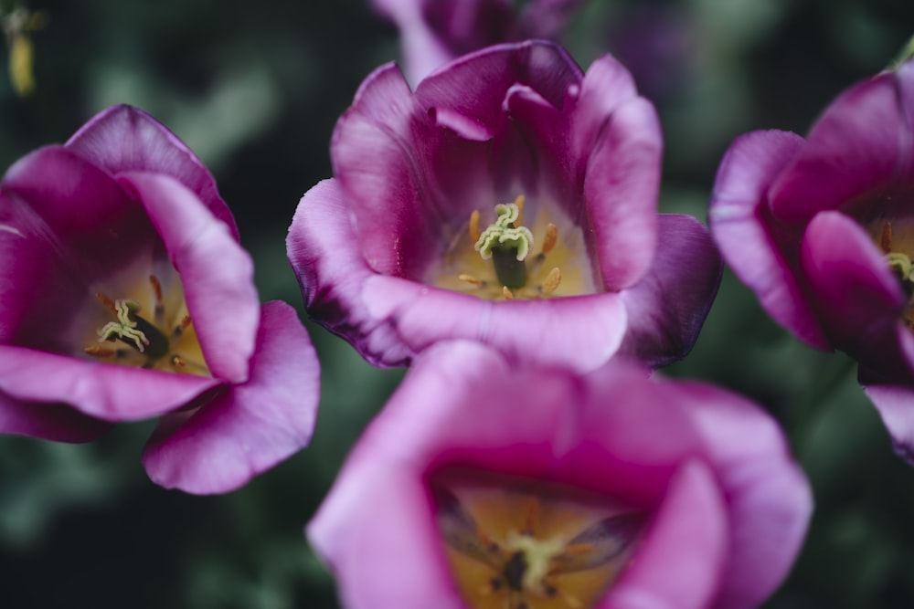 pink flower in macro shot