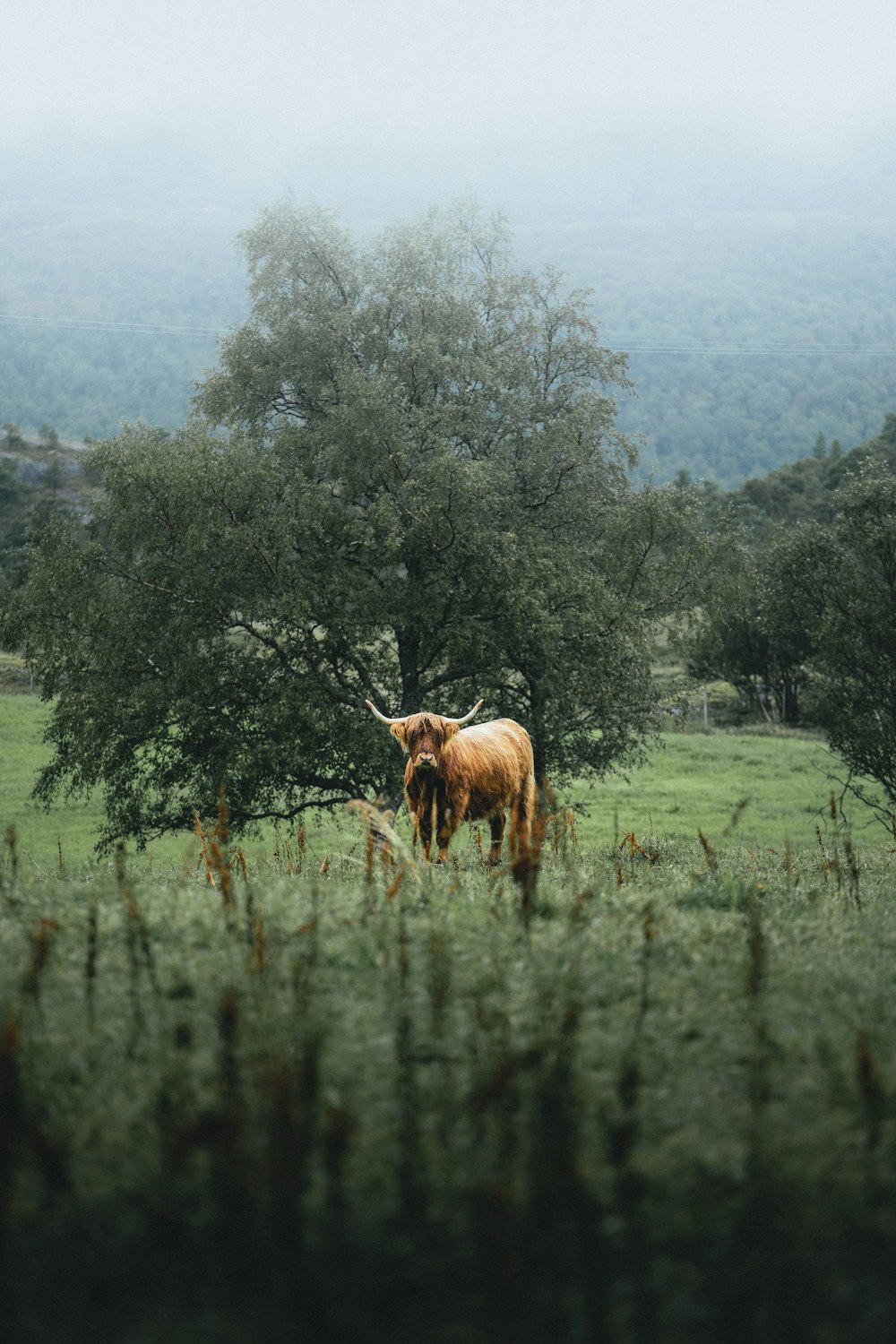 brown cow on green grass field during daytime