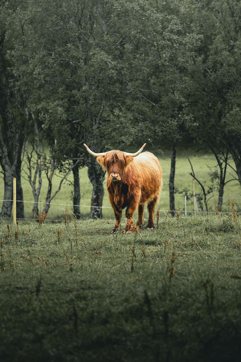 brown yak on green grass field during daytime