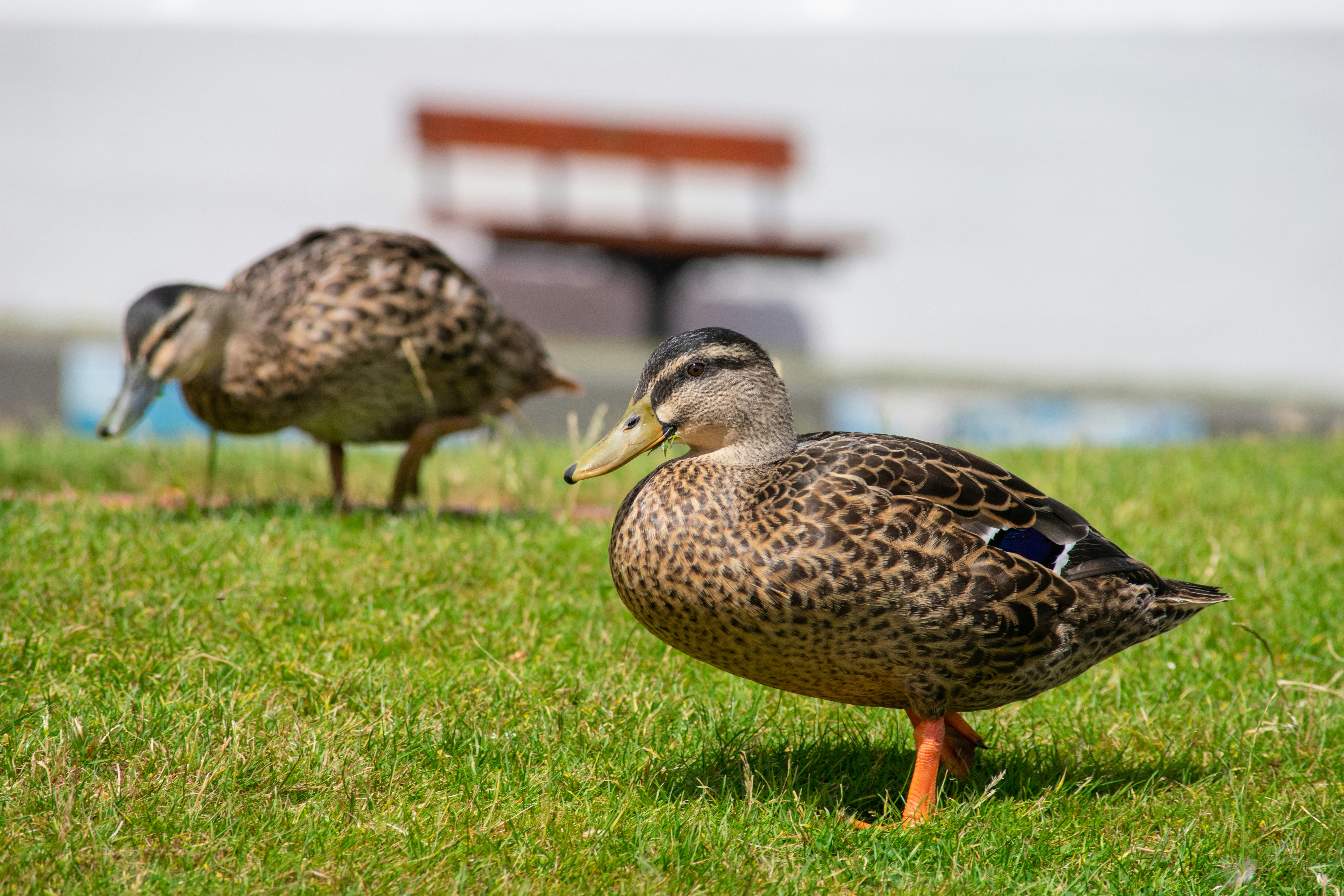 Le Royaume-Uni lève son embargo sur la viande de canard française