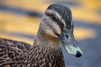 A close-up of a duck being raised on the farm, highlighting its healthy condition.