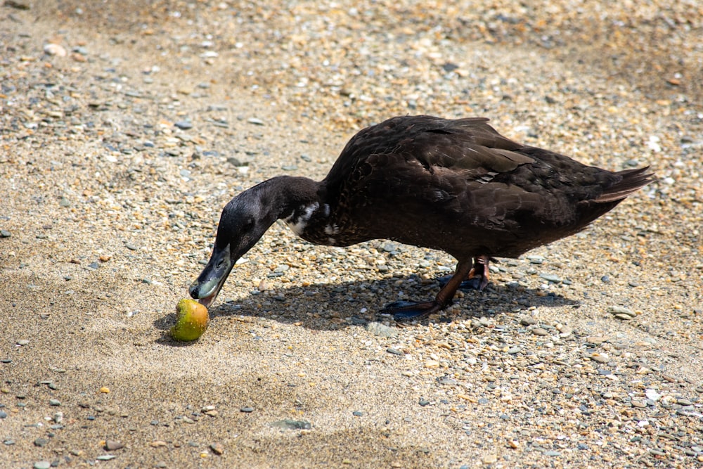 black duck walking on gray sand during daytime