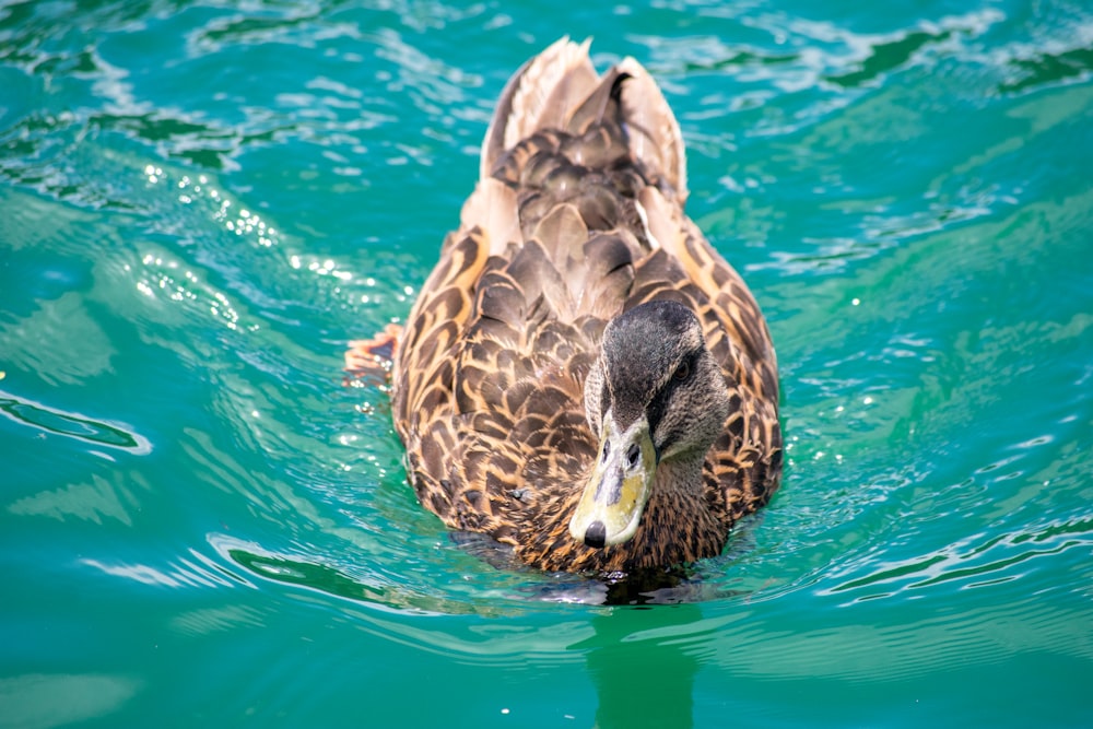 brown duck on water during daytime