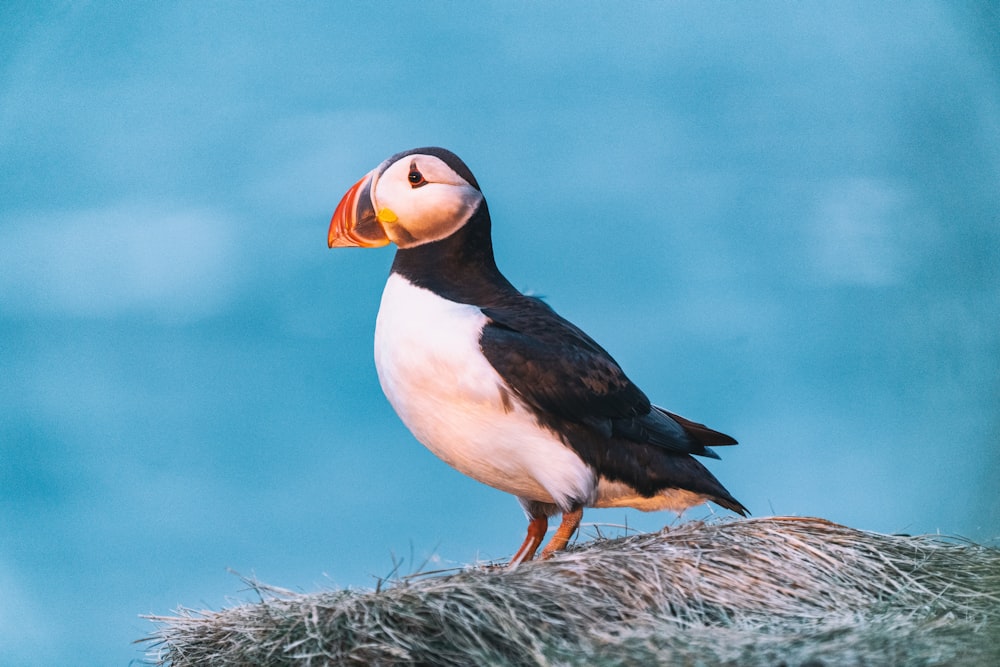 pájaro blanco y negro en nido marrón durante el día