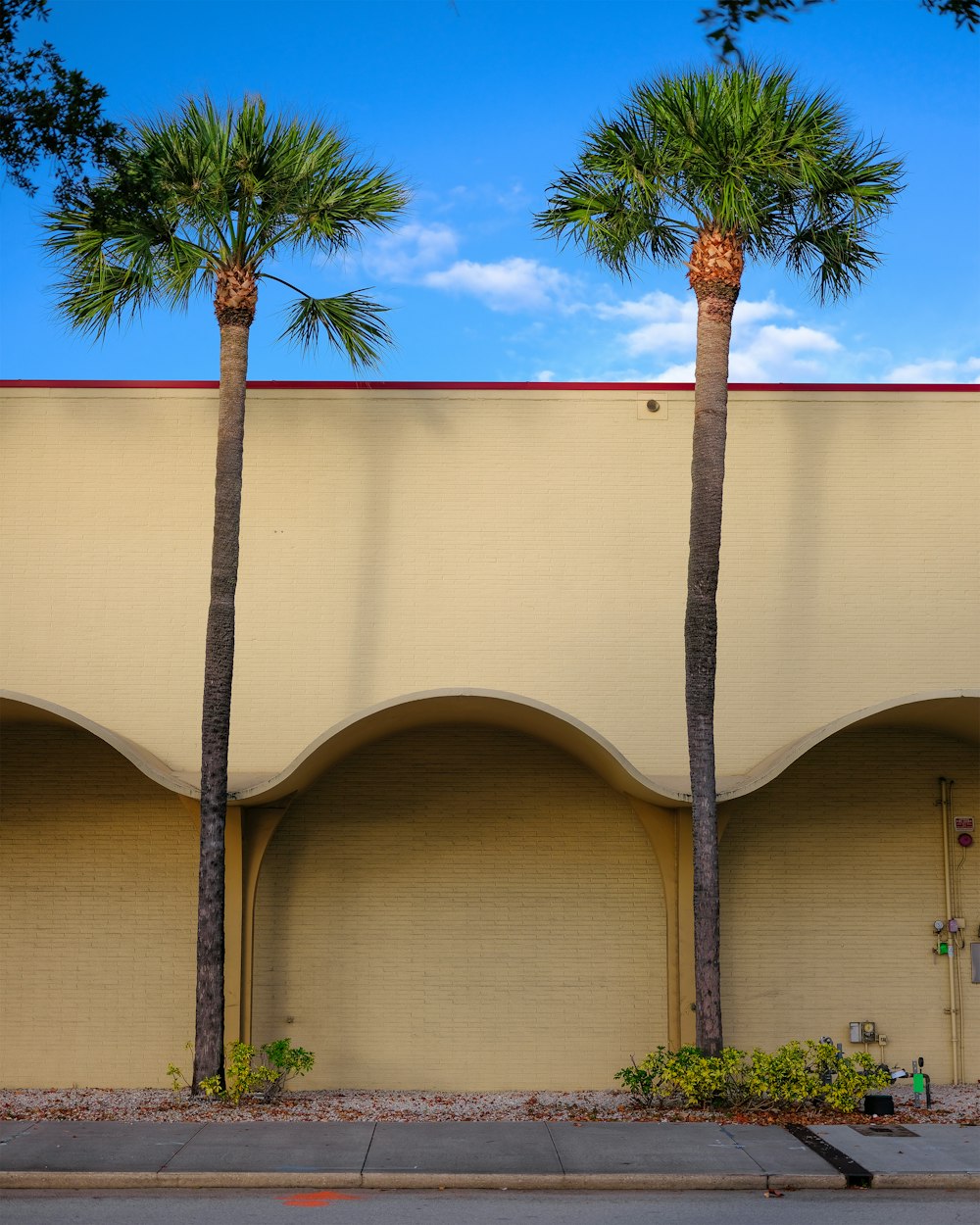palm tree beside beige concrete building