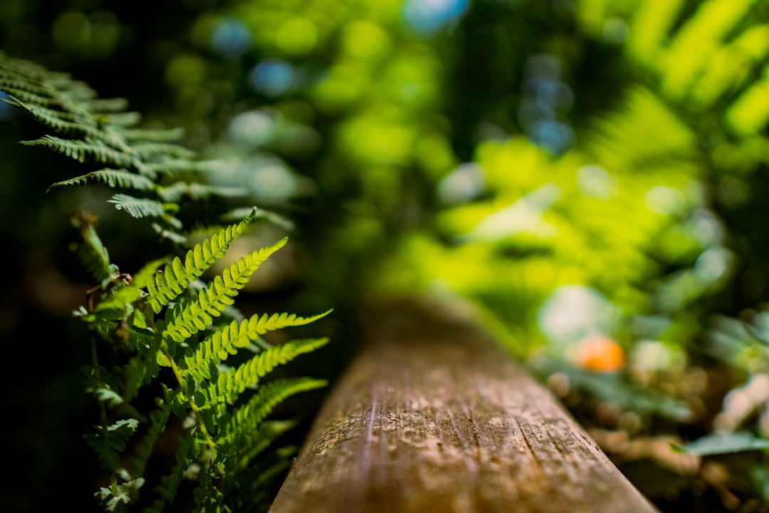 brown wooden log in tilt shift lens