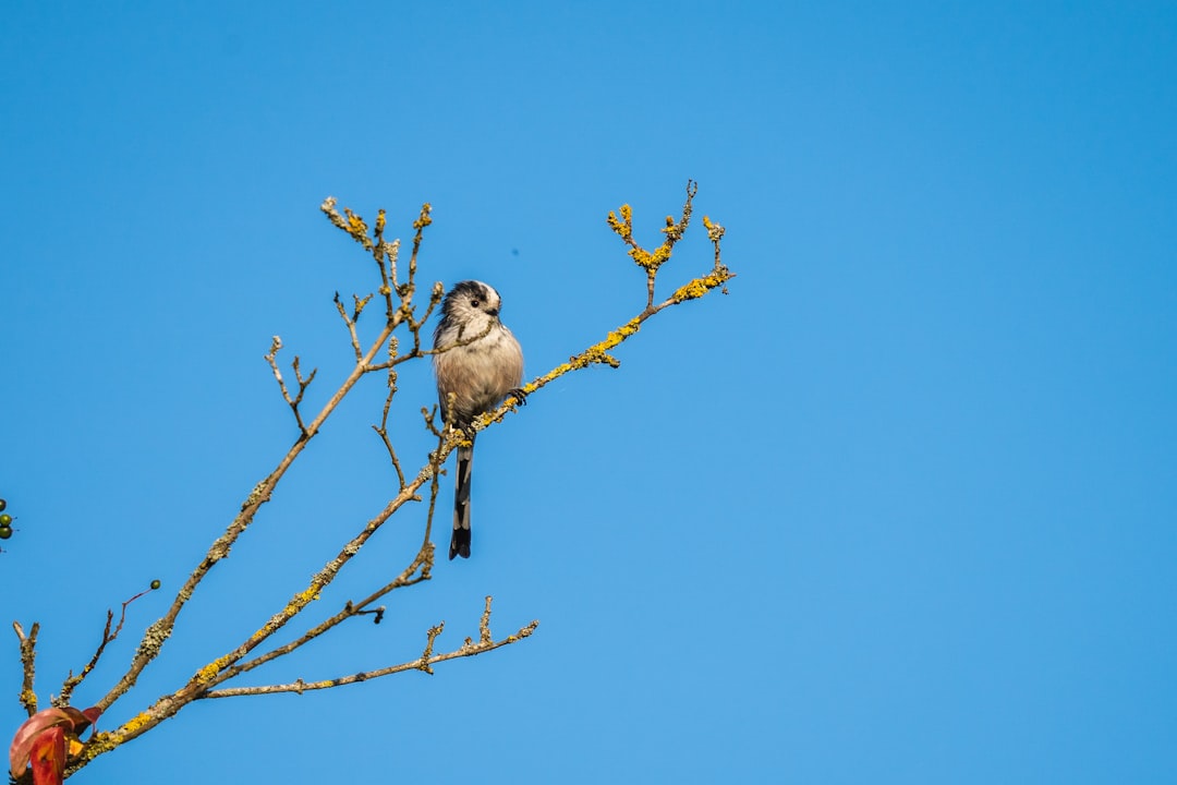 white and black bird on brown tree branch during daytime