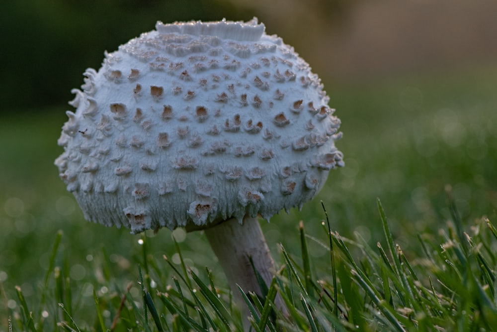 white mushroom in green grass field