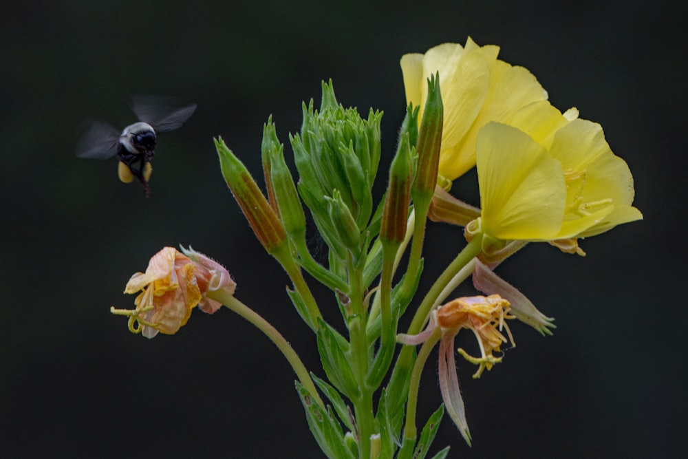 black and yellow bee on yellow flower