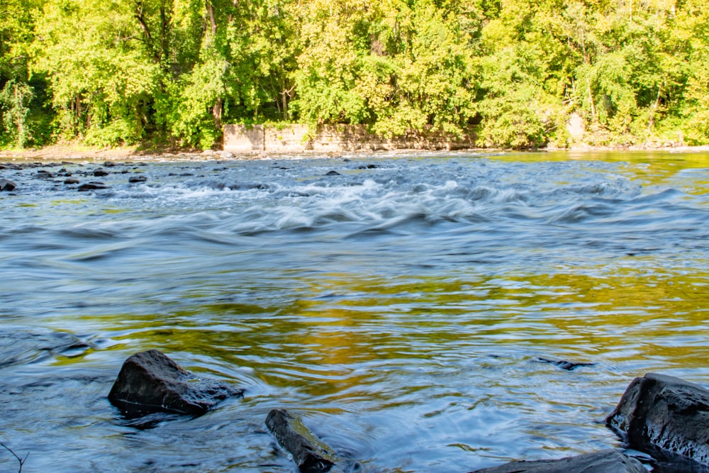 green trees beside river during daytime