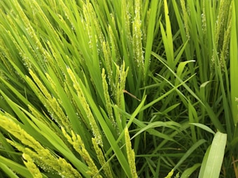 A close-up view of lush green rice plants in a field, showing tall, vibrant stalks with clusters of ripening grains. The image captures the intricate details of the leaves and their varying shades of green.