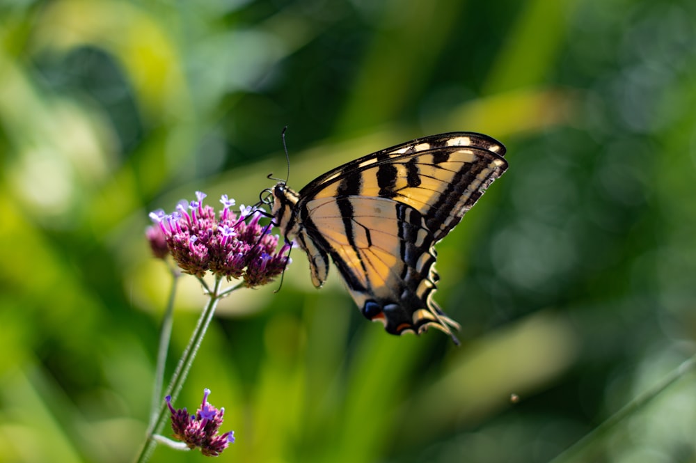 tiger swallowtail butterfly perched on purple flower in close up photography during daytime