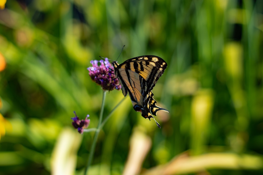 tiger swallowtail butterfly perched on purple flower in close up photography during daytime