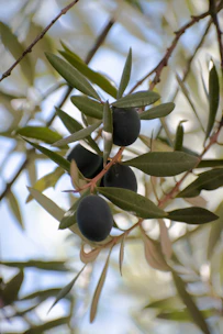 Close-up of olive branches heavy with ripe olives under soft natural light.