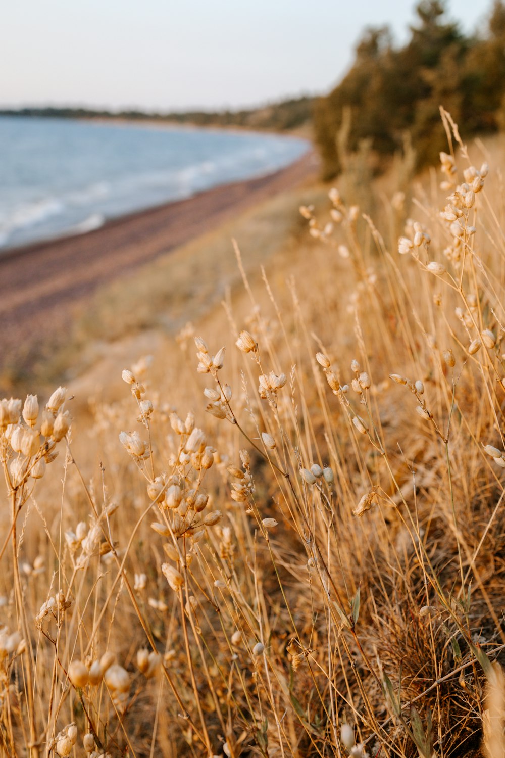 brown grass near body of water during daytime