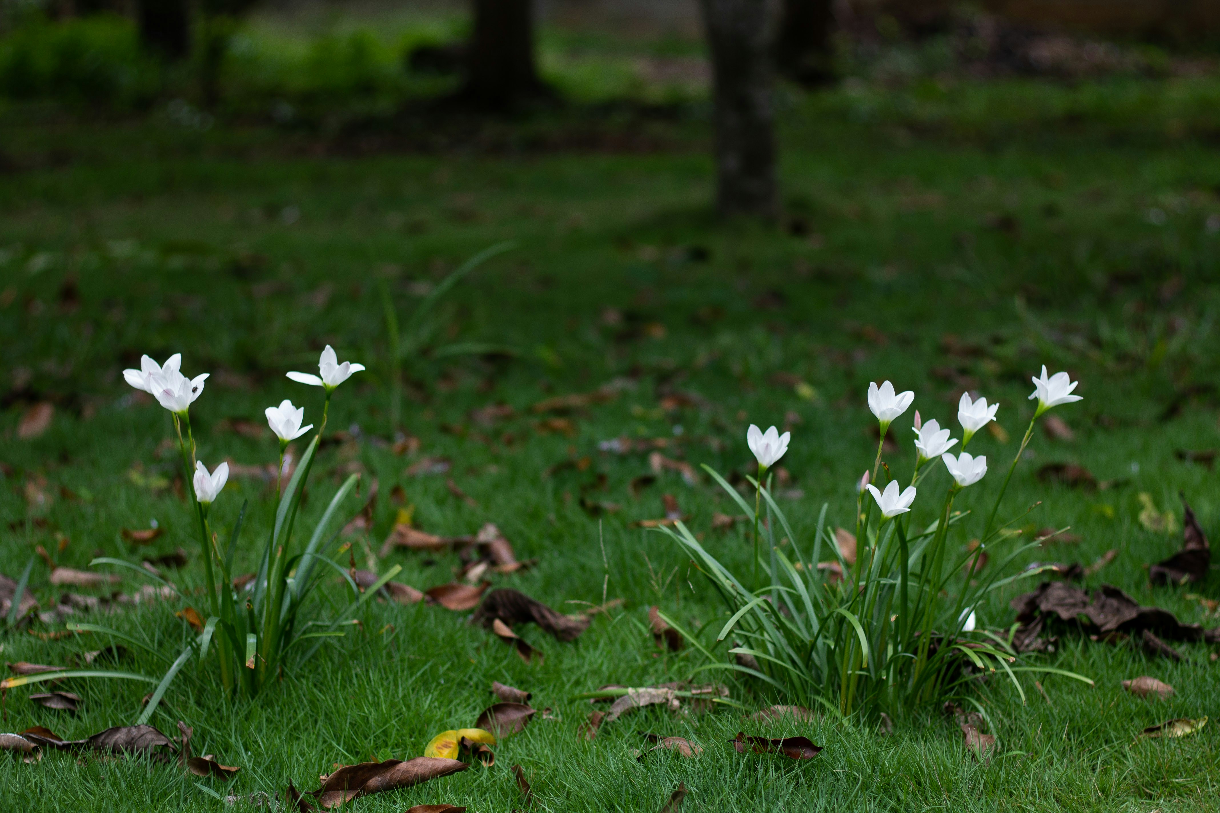 flores blancas en un campo de hierba verde