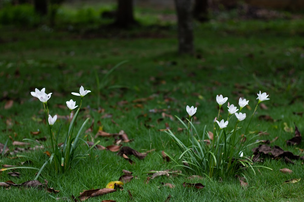 white flowers on green grass field