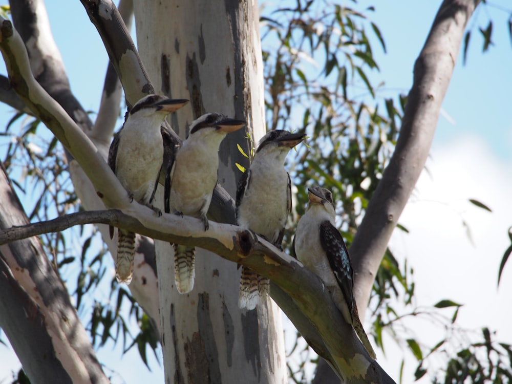 white and black bird on brown tree branch during daytime