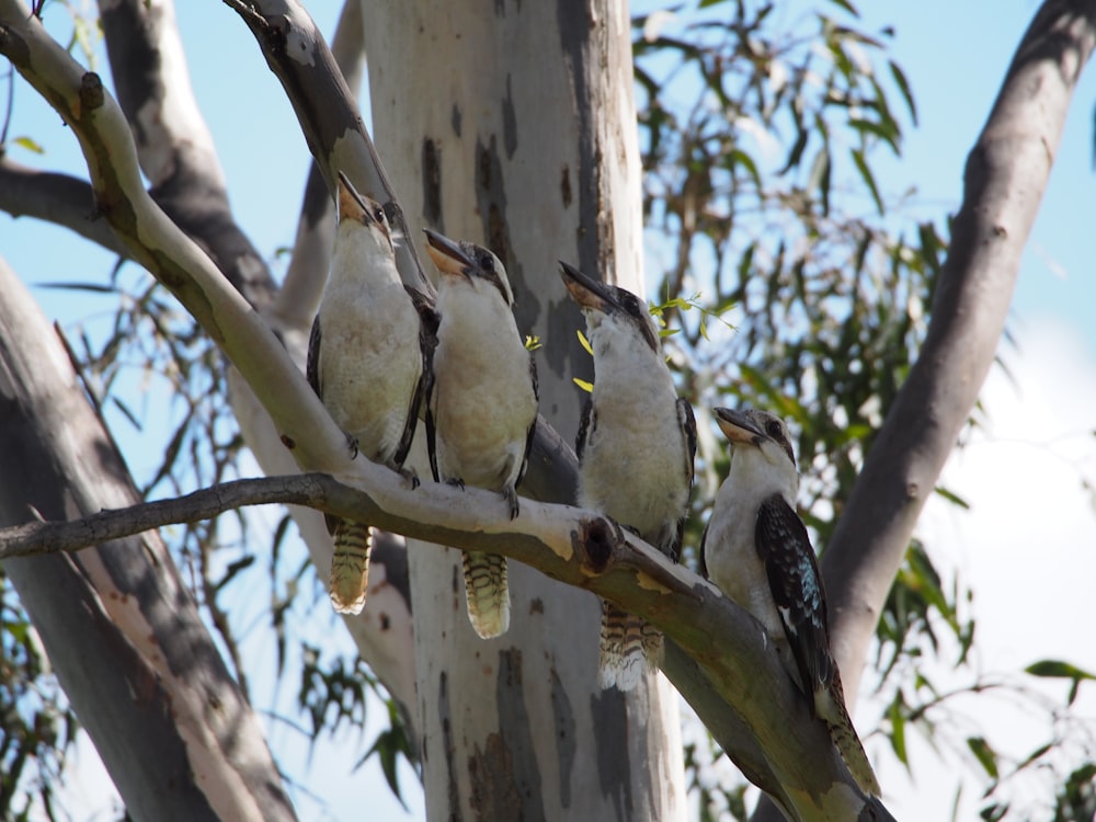 white and black bird on brown tree branch during daytime