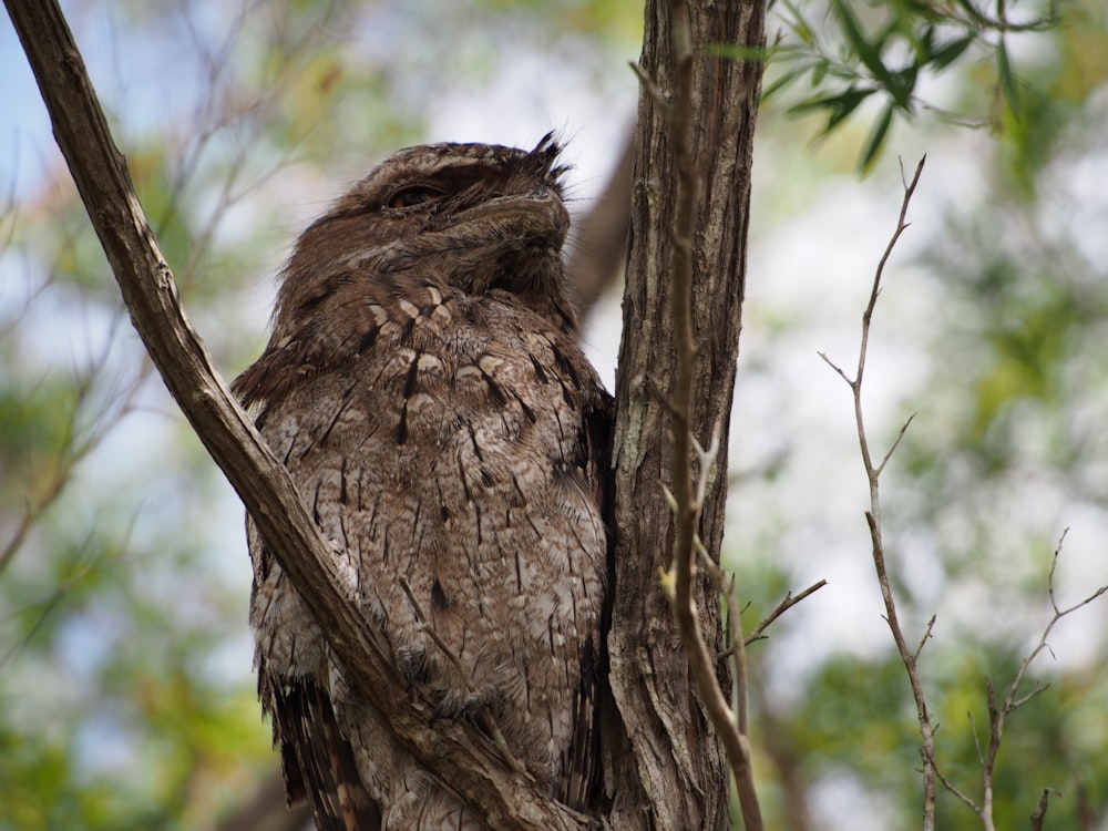 brown bird on brown tree branch during daytime