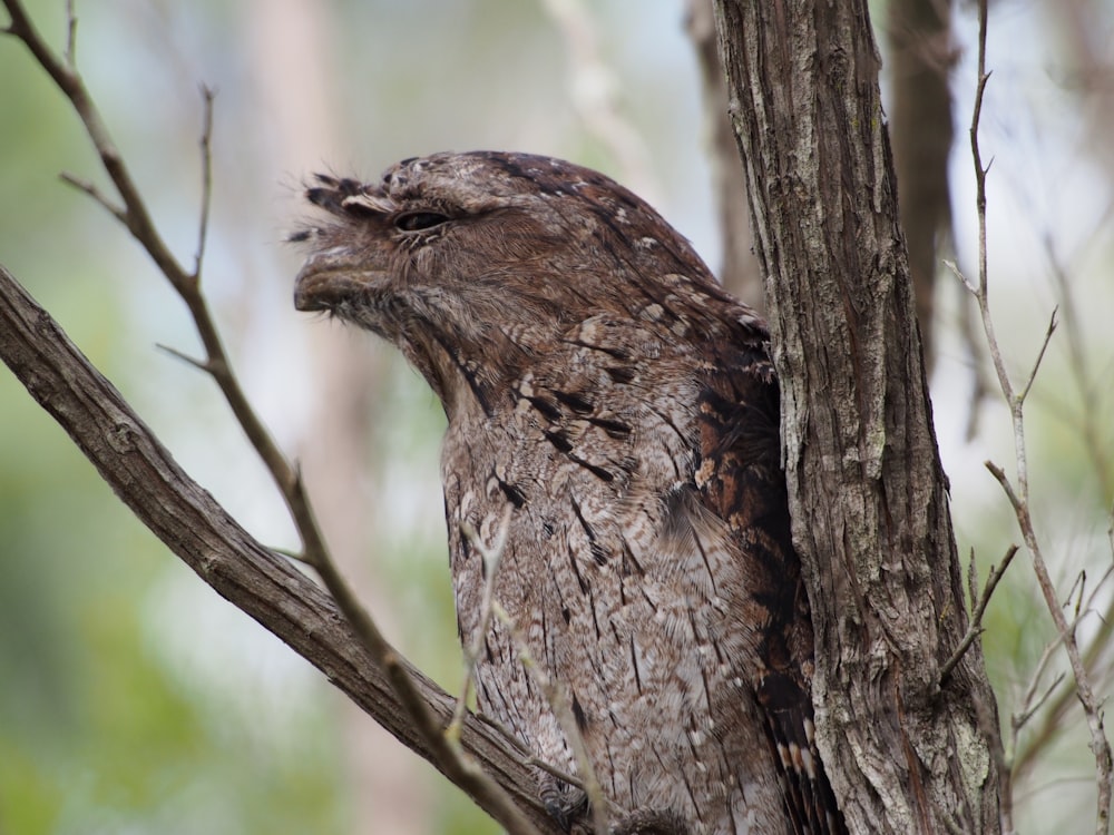 brown bird on brown tree branch during daytime