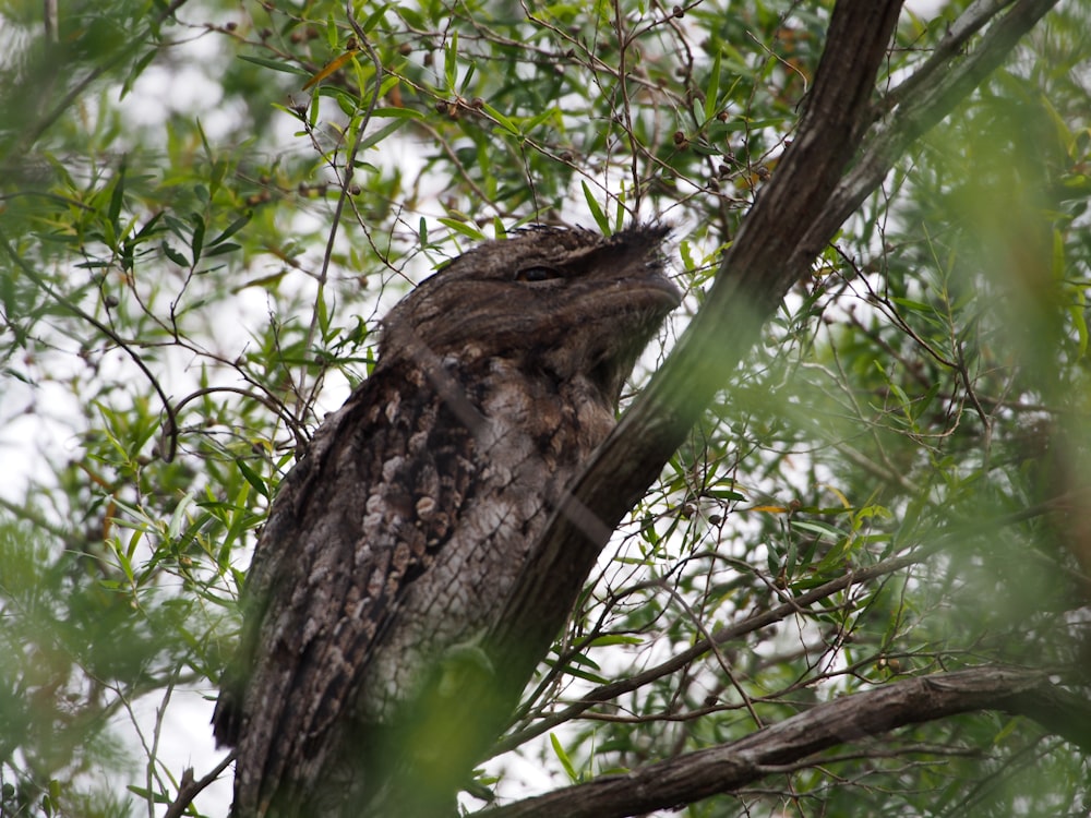 brown and white owl on tree branch during daytime