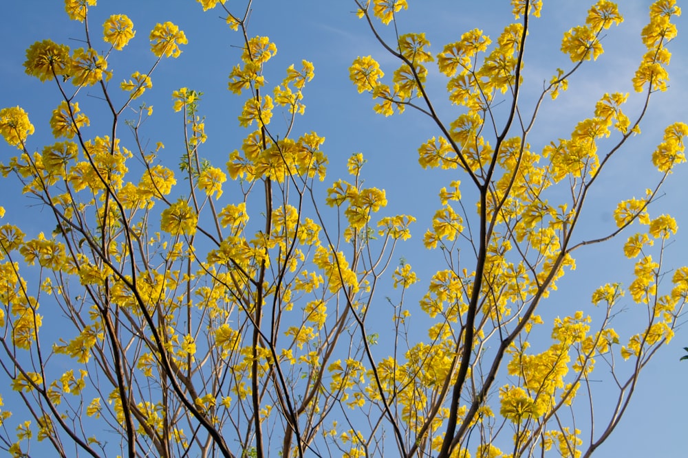 yellow flowers with green leaves