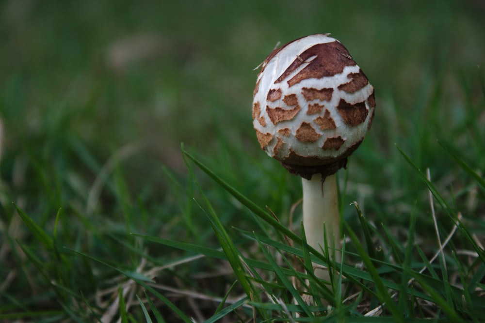 white and brown mushroom on green grass during daytime