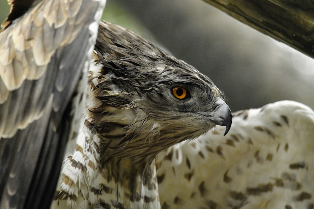 brown and white owl in close up photography