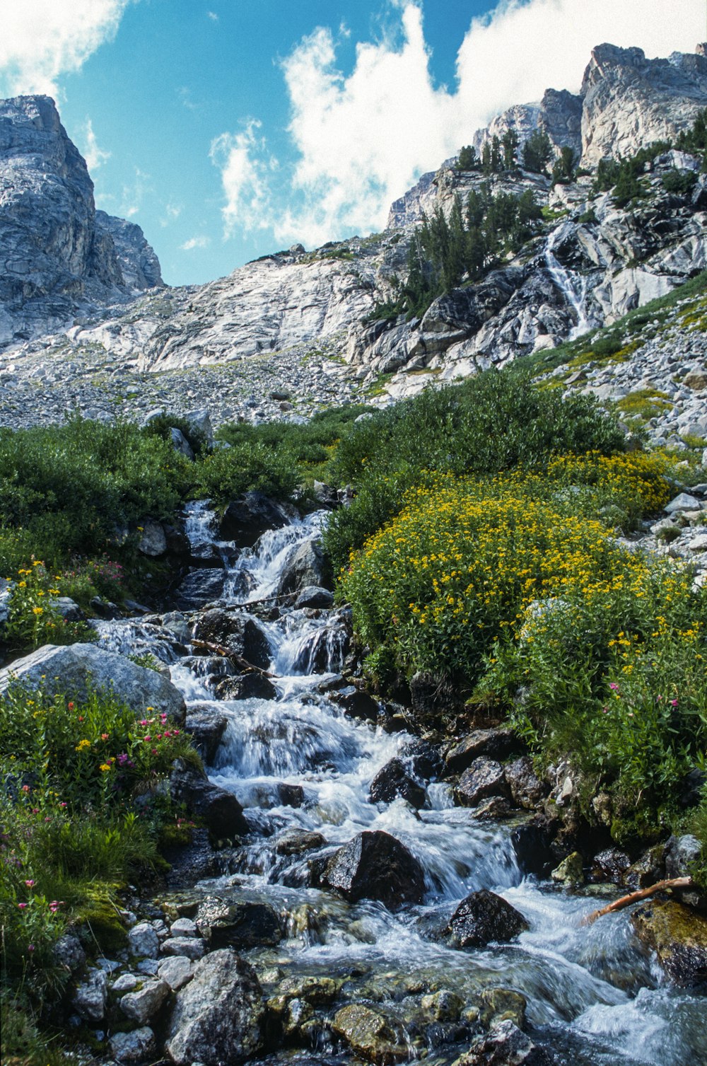 green trees on rocky mountain during daytime