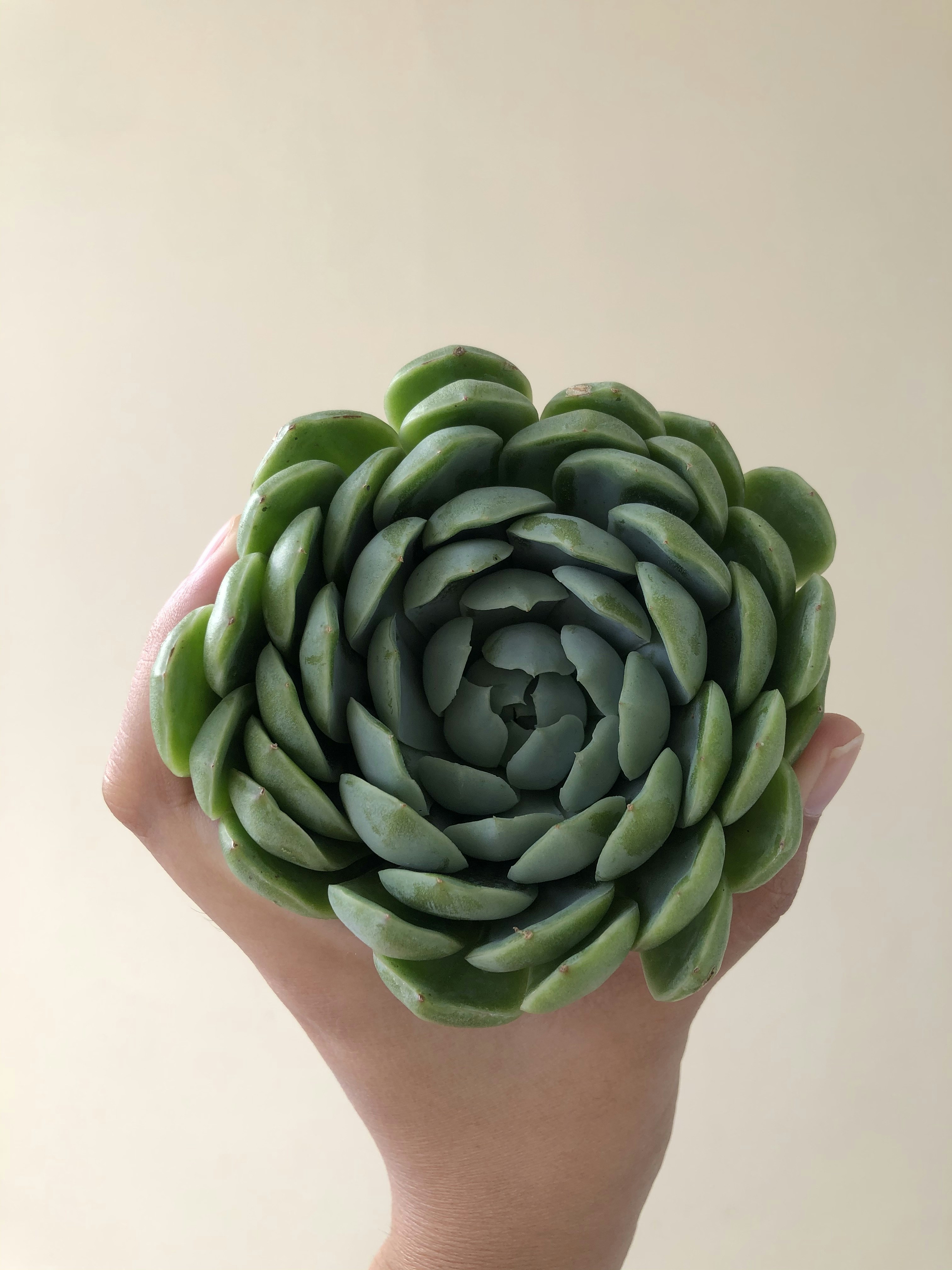 Propagation techniques for succulents: Hands holding a healthy succulent leaf