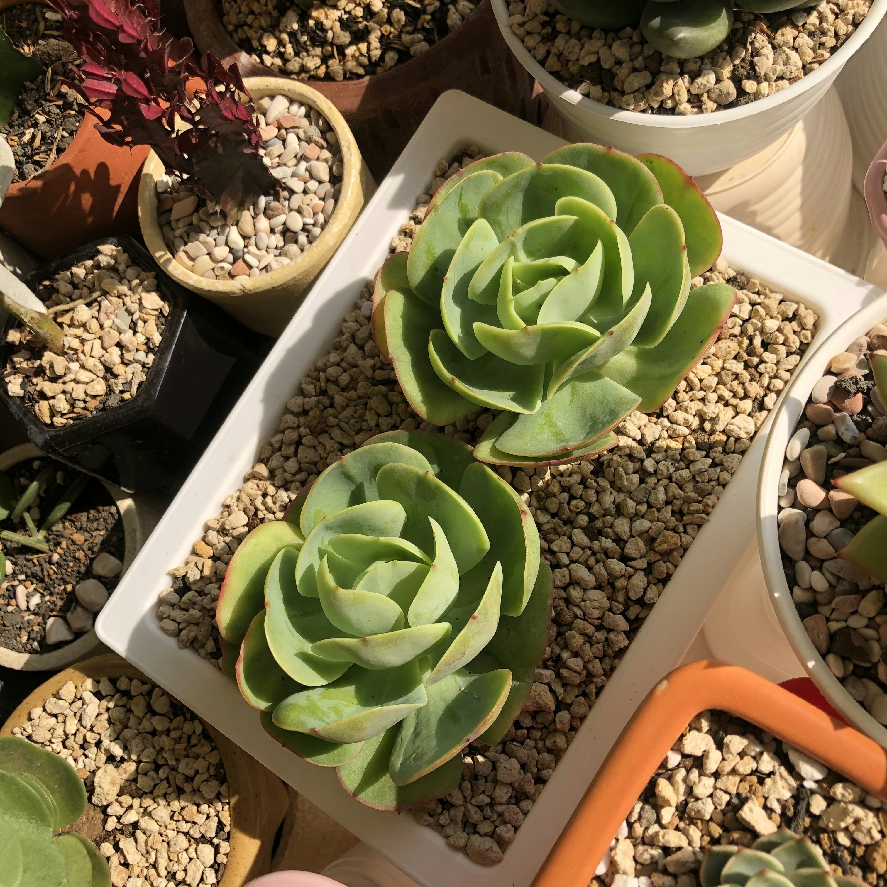 Sharing tips and tricks with fellow succulent lovers in an online community