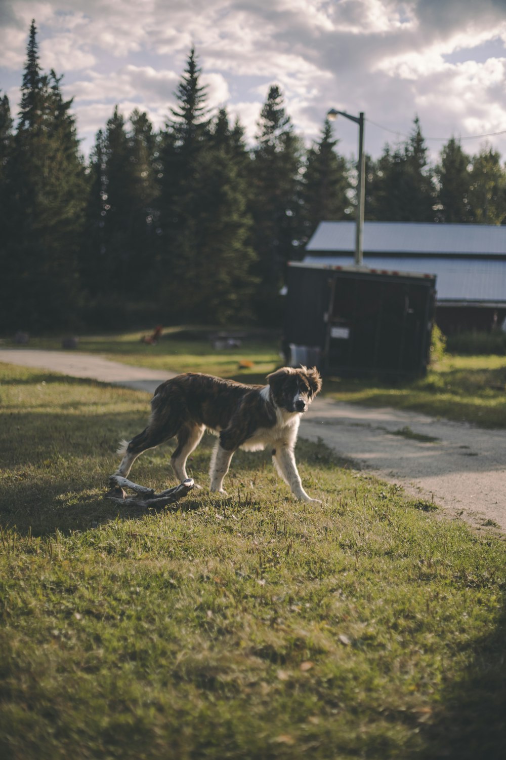 black and white short coat medium dog running on road during daytime