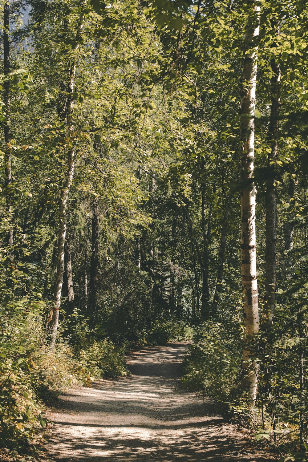 green trees on forest during daytime