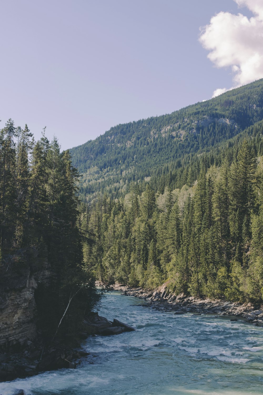 green trees near body of water during daytime