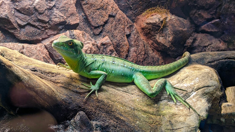 green lizard on brown wood