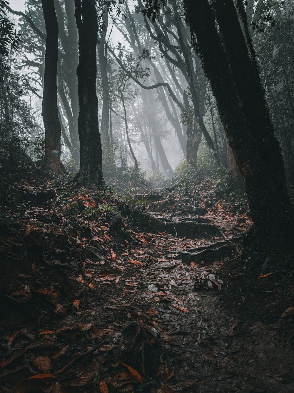 brown tree trunk on forest during daytime