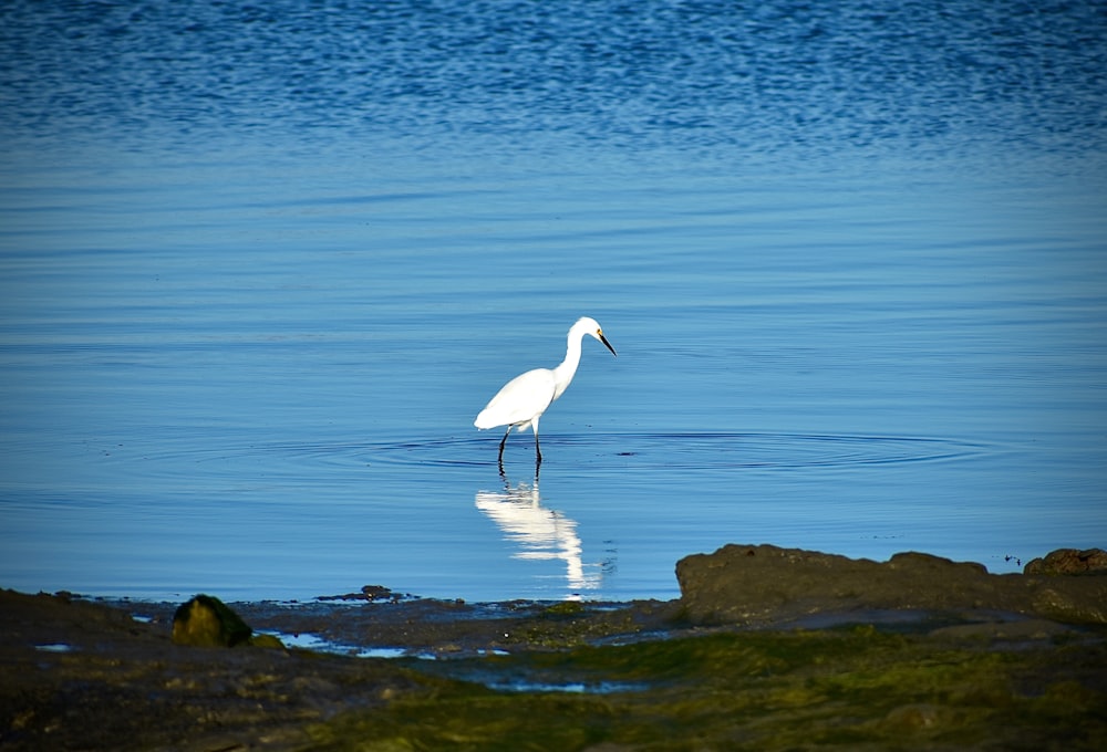 white bird on rock near body of water during daytime