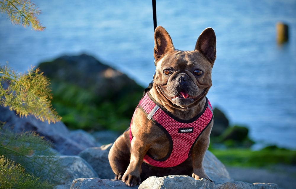 brown pug wearing red and black striped shirt